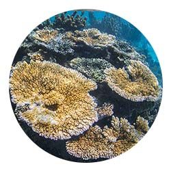 http://www.labex-corail.fr/wp-content/uploads/Coral-Circle2-250x250.jpg